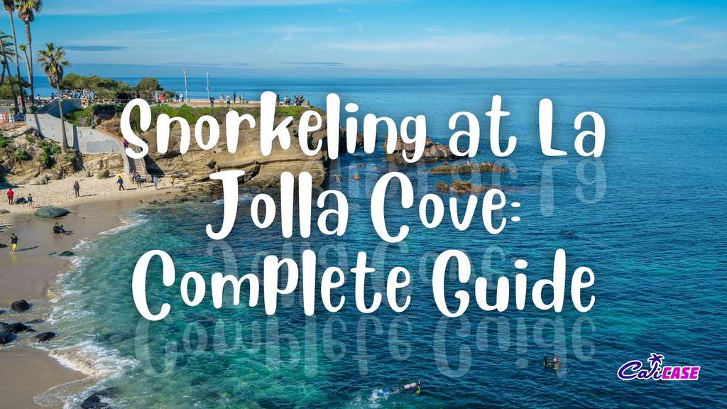 Snorkeling at La Jolla Cove: Complete Guide