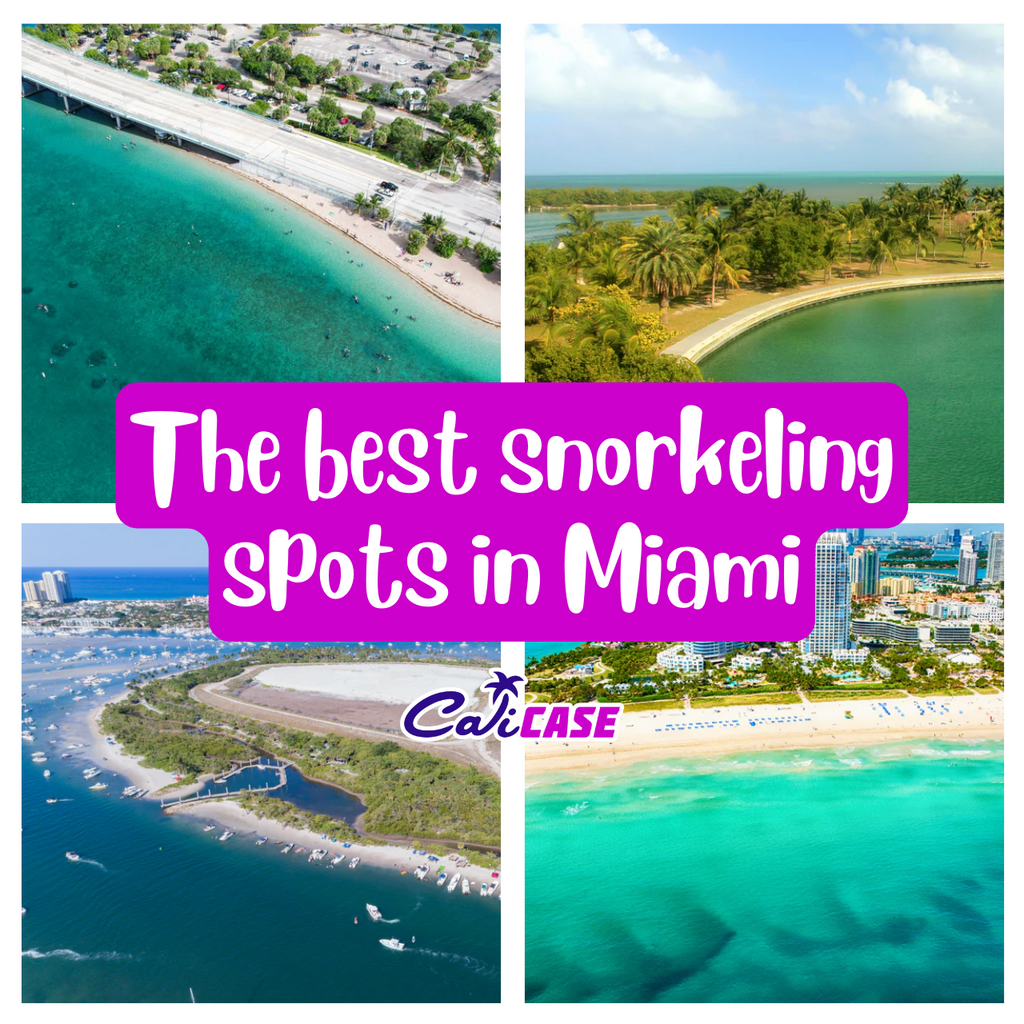 Best Snorkeling Spots in Miami